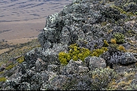 Petunia patagonica